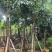 黄花风铃木8-16公分大量销售