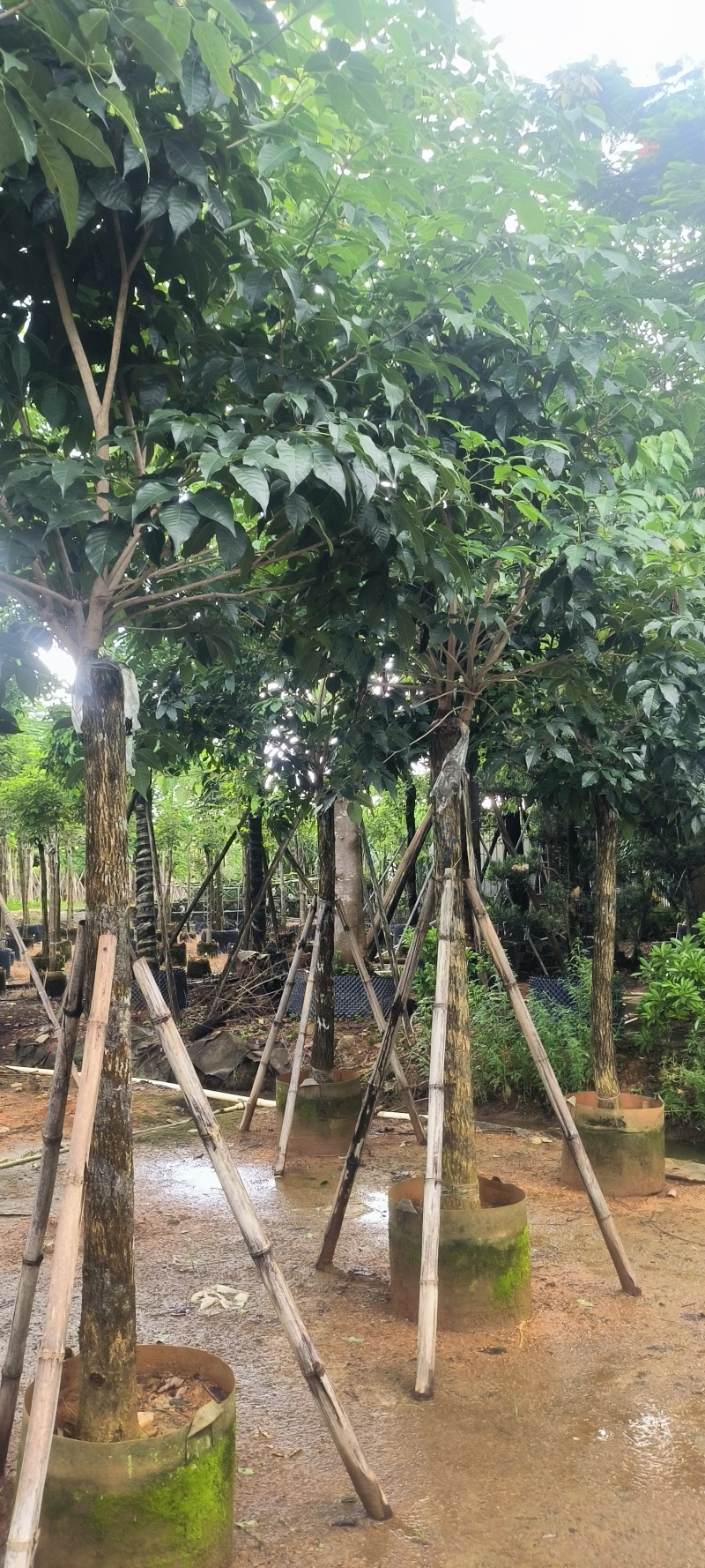 黄花风铃木8-16公分大量销售