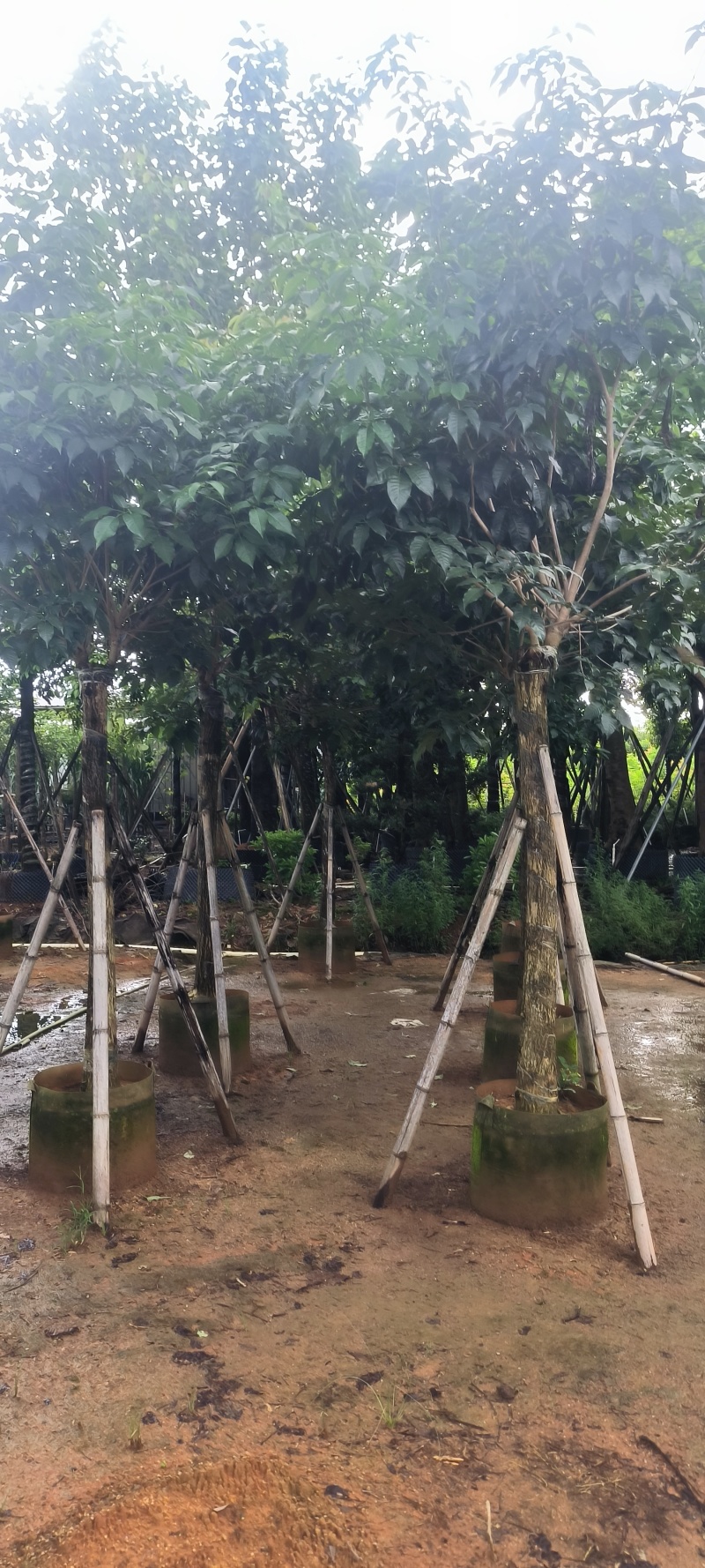 黄花风铃木8-16公分大量销售