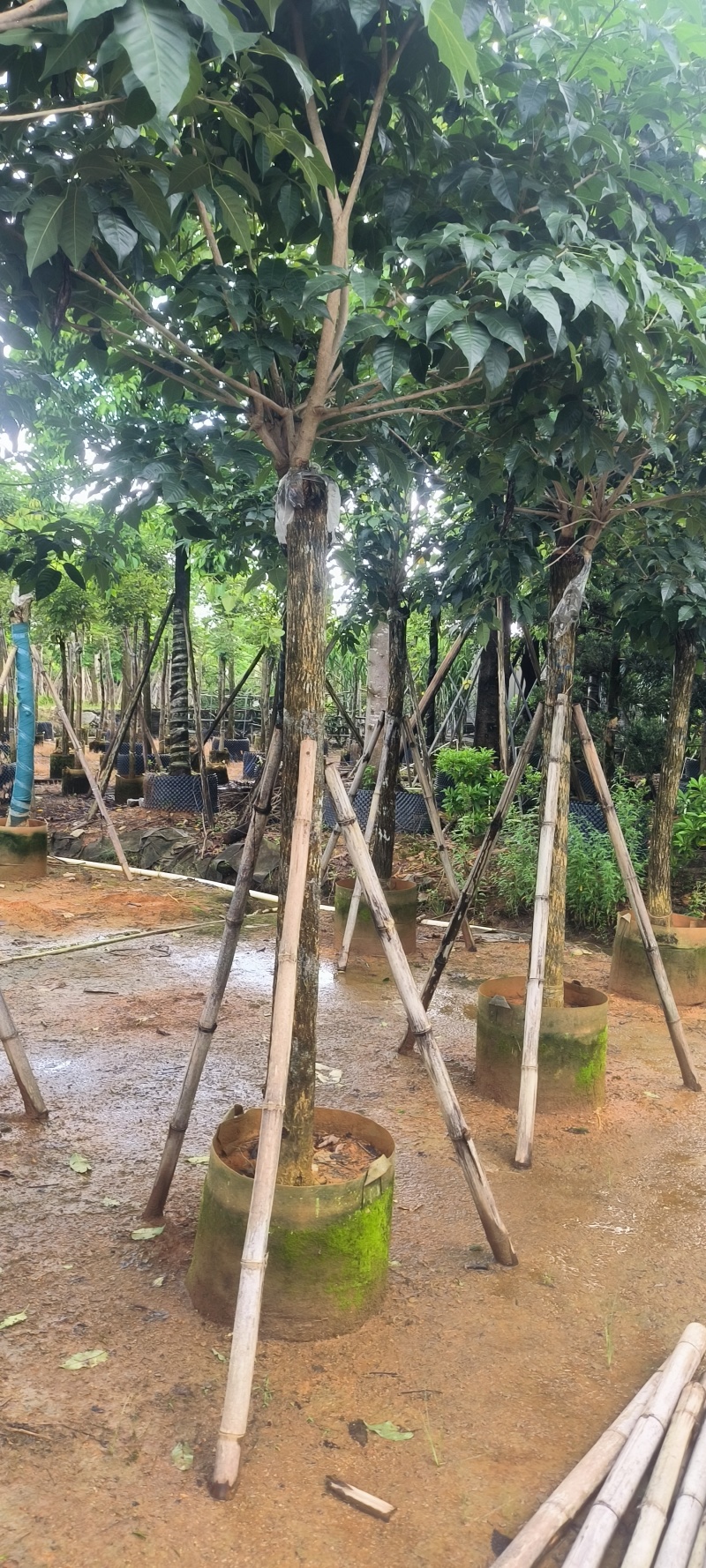 黄花风铃木8-16公分大量销售