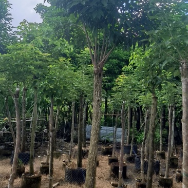 黄花风铃木8-16公分大量销售