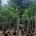 黄花风铃木8-16公分大量销售