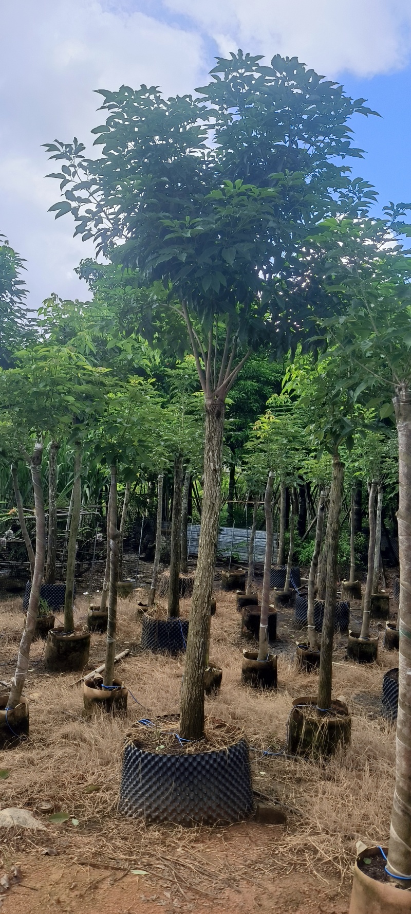 黄花风铃木8-16公分大量销售