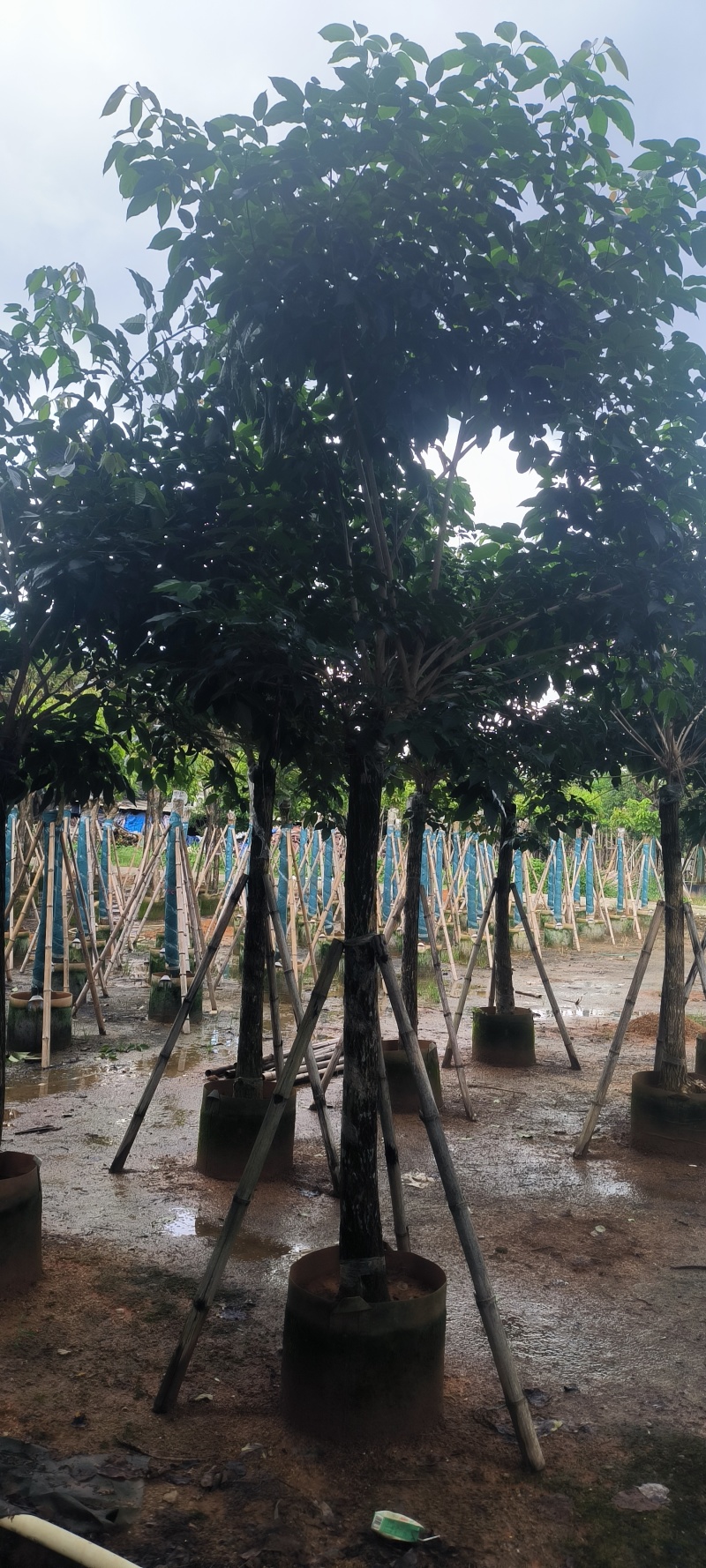 黄花风铃木8-16公分大量销售