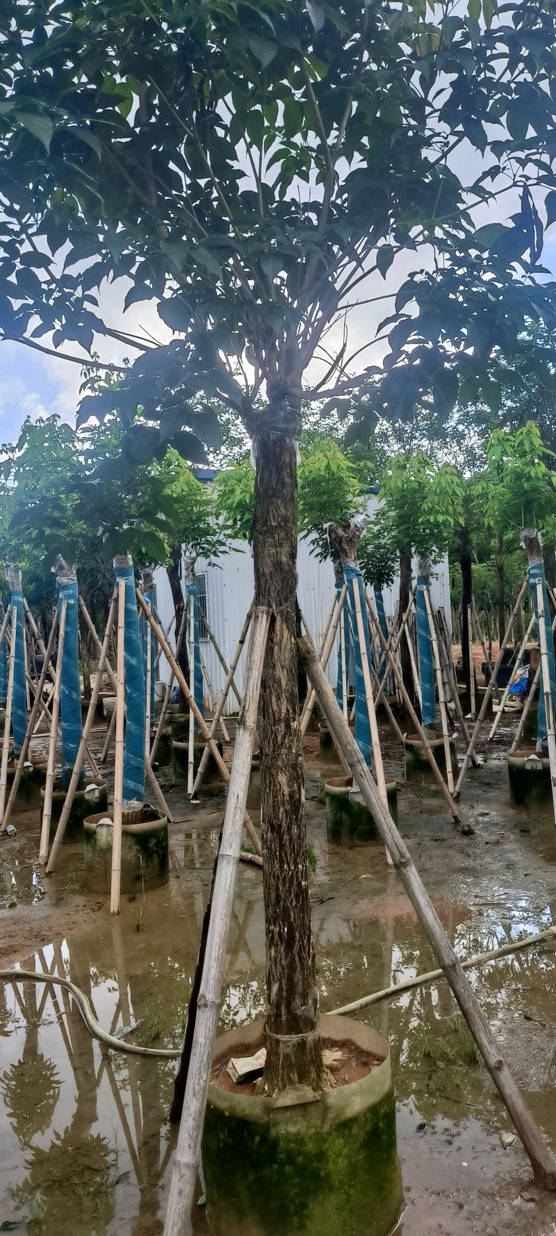 黄花风铃木8-16公分大量销售