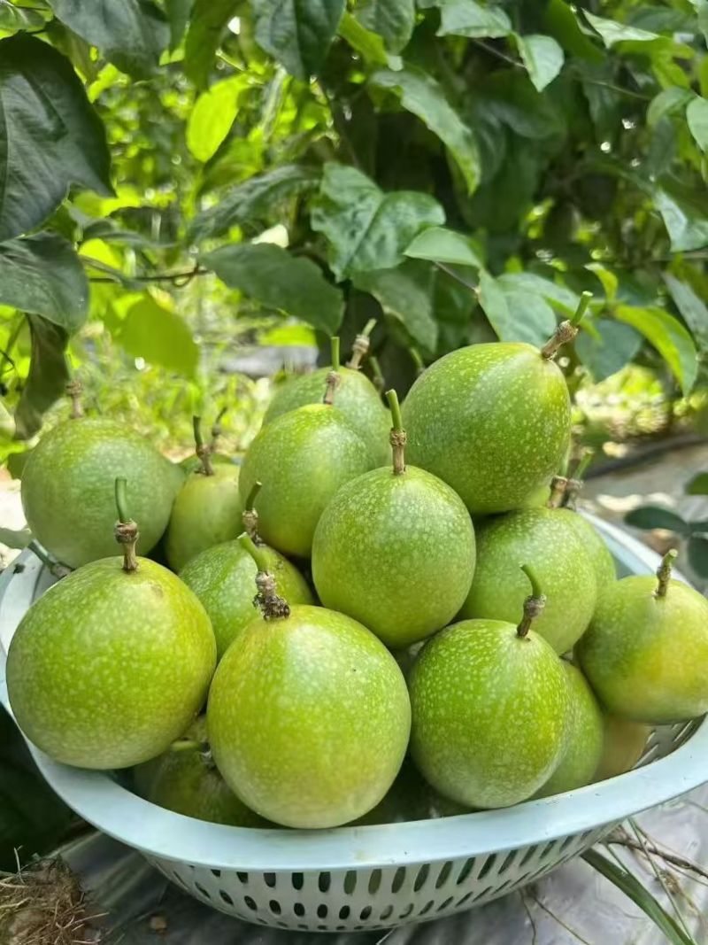 百香果