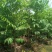 仁面子原生苗2-4分，大量现货