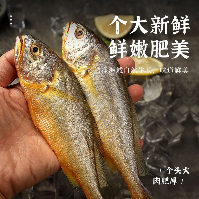 海捕小黄鱼新鲜鲜活冷冻批发海鲜无冰衣冰鲜锁鲜快运48小时发货