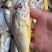 海捕小黄鱼新鲜鲜活冷冻批发海鲜无冰衣冰鲜锁鲜快运48小时发货