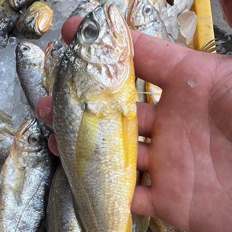 海捕小黄鱼新鲜鲜活冷冻批发海鲜无冰衣冰鲜锁鲜快运48小时发货