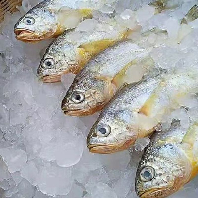 海捕小黄鱼新鲜鲜活冷冻批发海鲜无冰衣冰鲜锁鲜快运48小时发货