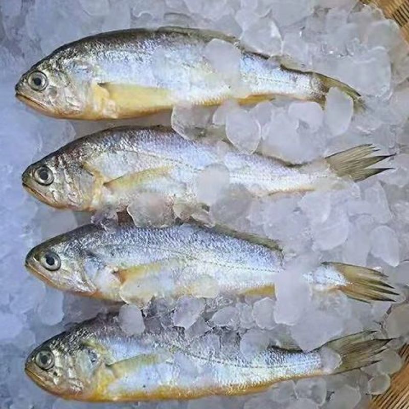 海捕小黄鱼新鲜鲜活冷冻批发海鲜无冰衣冰鲜锁鲜快运48小时发货