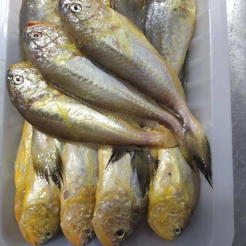 海捕小黄鱼新鲜鲜活冷冻批发海鲜无冰衣冰鲜锁鲜快运48小时发货