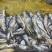 海捕小黄鱼新鲜鲜活冷冻批发海鲜无冰衣冰鲜锁鲜快运48小时发货