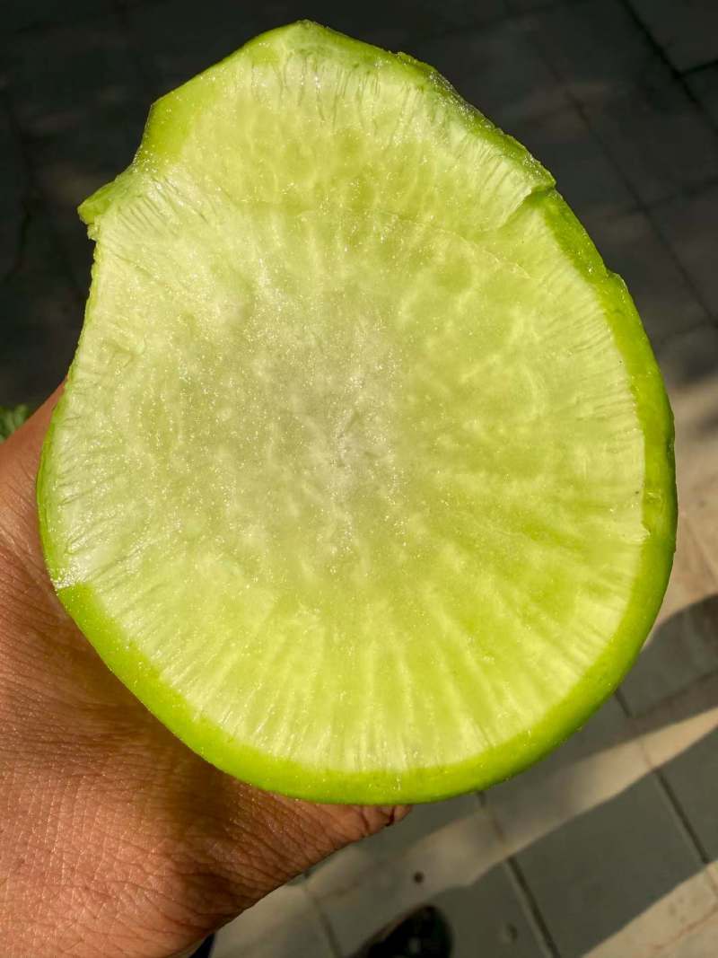 夏优8号直立顺直青皮青肉叶片小而少易管理口感好