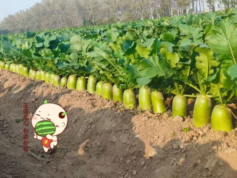 夏优8号直立顺直青皮青肉叶片小而少易管理口感好