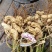 云南省普洱市孟连县边境🥜🥜鲜果七彩花生🥜🥜
