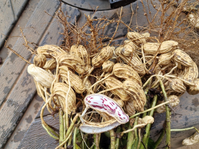云南省普洱市孟连县边境🥜🥜鲜果七彩花生🥜🥜