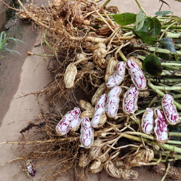 云南省普洱市孟连县边境🥜🥜鲜果七彩花生🥜🥜