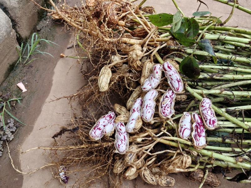 云南省普洱市孟连县边境🥜🥜鲜果七彩花生🥜🥜