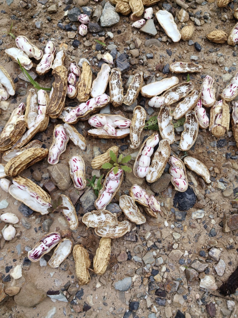 云南省普洱市孟连县边境🥜🥜鲜果七彩花生🥜🥜