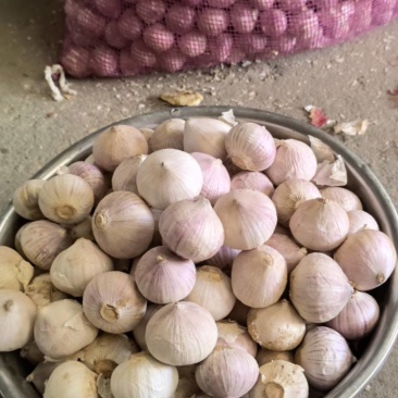 东北独蒜，大中小型号不同，价格不同