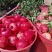 六月红石榴口感好，甜度高，量大从优欢迎全国各地老板订货