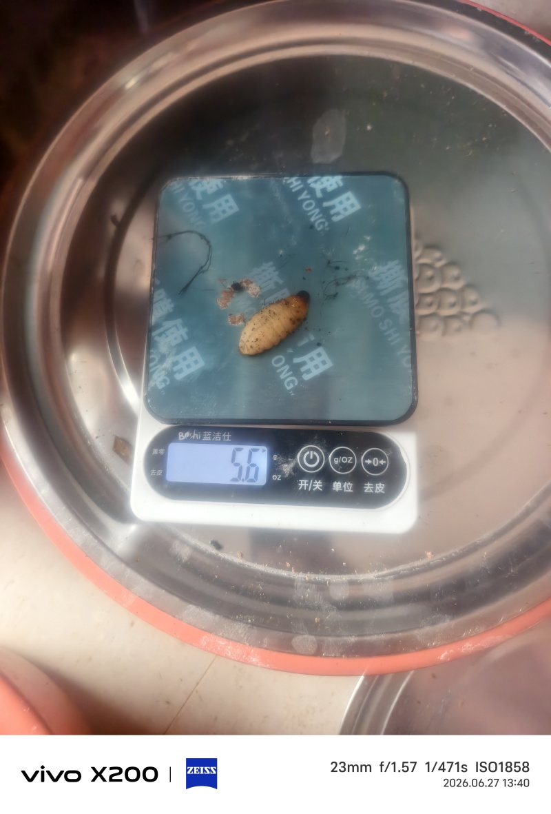 人工养殖竹笋虫