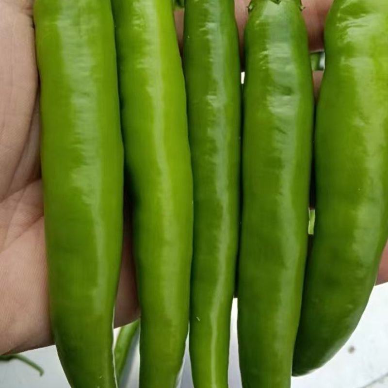 精品青椒牛角椒大量上市，基地直供，欢迎咨询