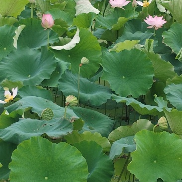 湖北咸宁赤壁茶庵岭莲田基地