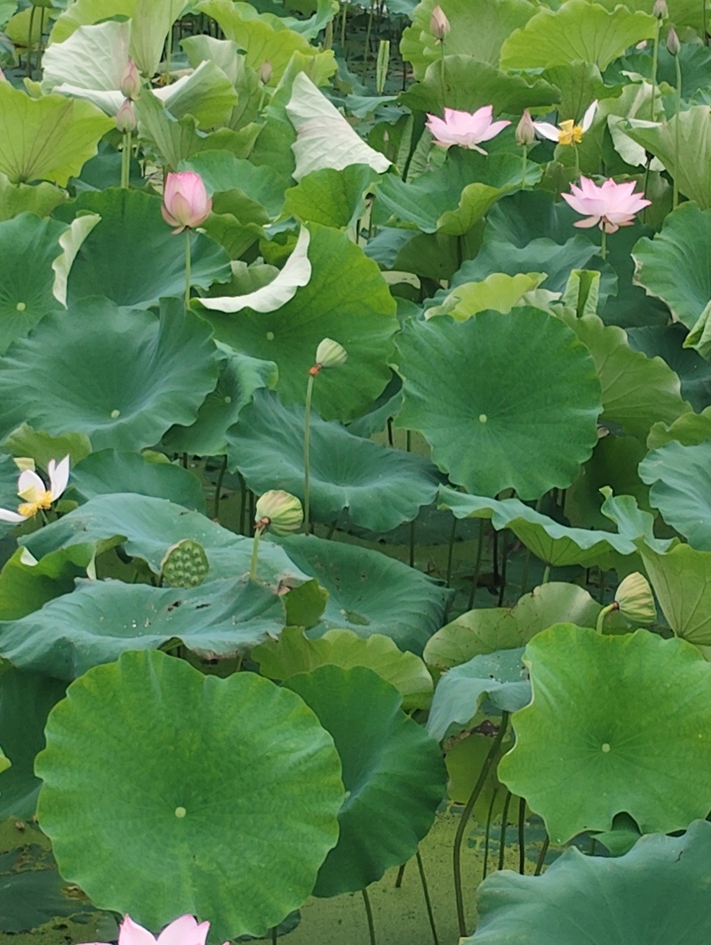 湖北咸宁赤壁茶庵岭莲田基地