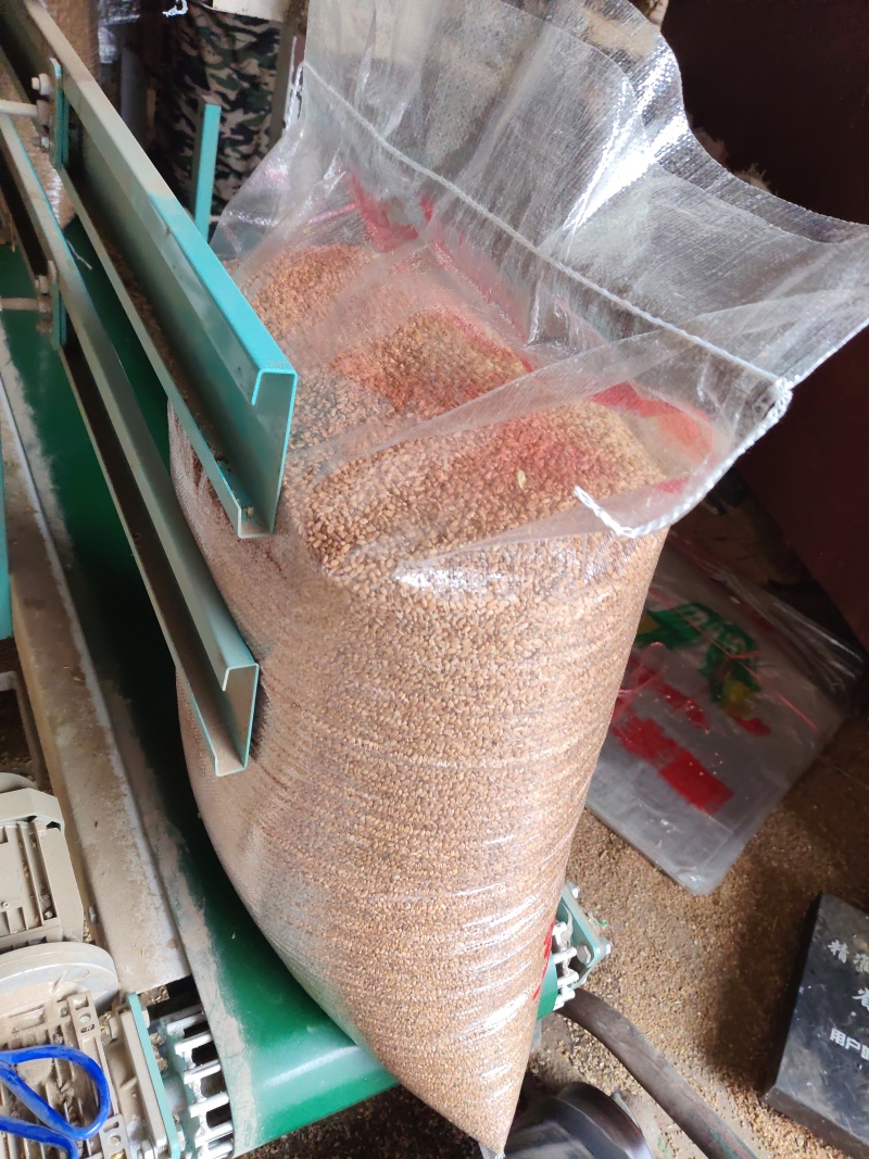 小麦，大量上市