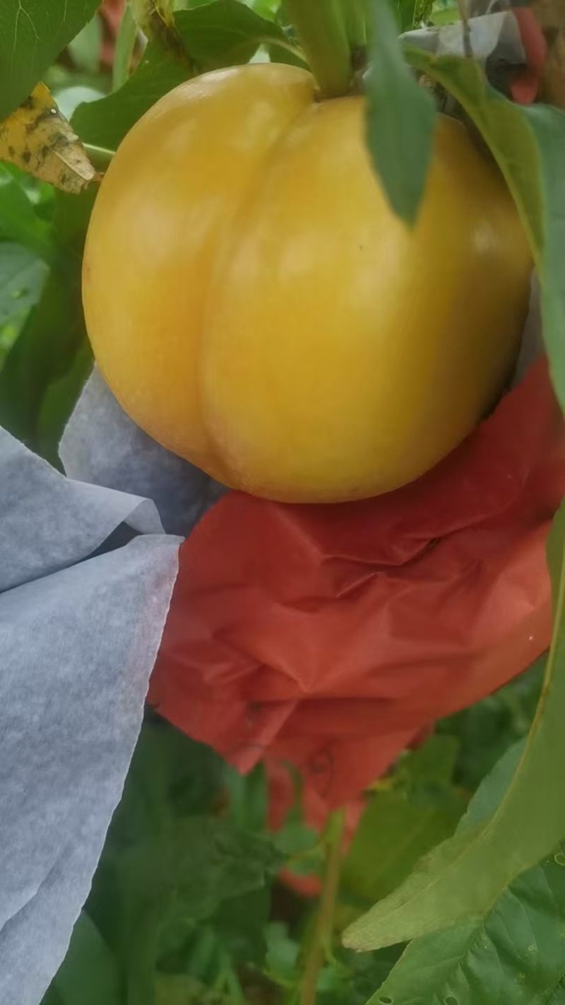 卢龙产区露天黄油桃
