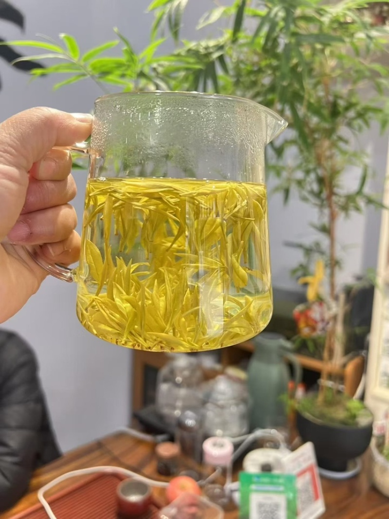 沁欣铭·安吉高山黄金芽2026年新茶自喝送礼