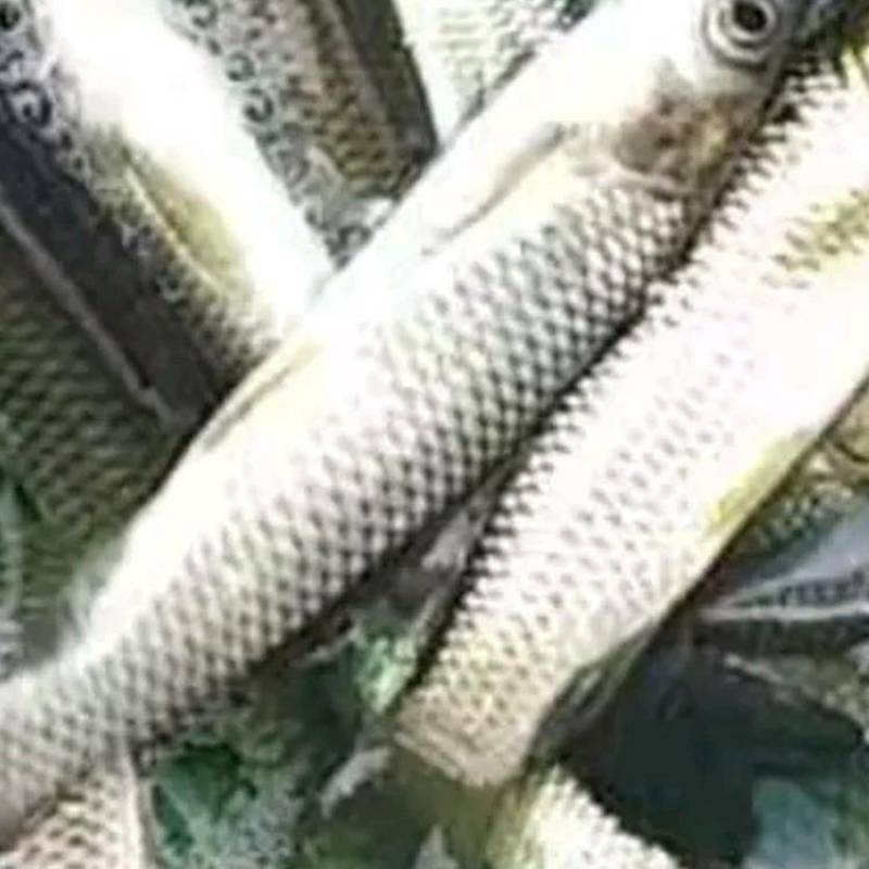 广草鱼苗自养自销质量保证