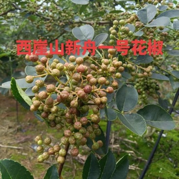 西崖山新舟一号鲜花椒