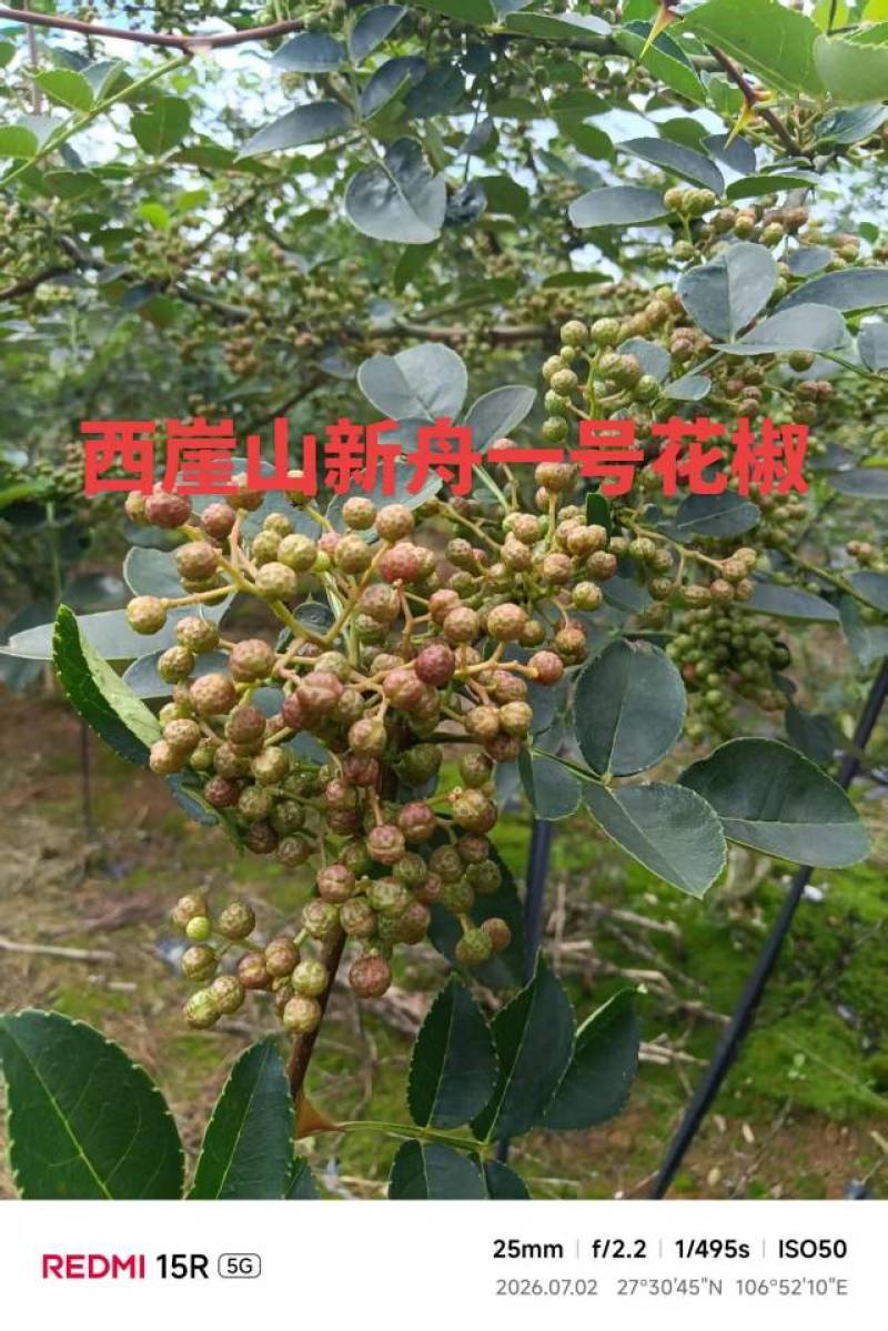 西崖山新舟一号鲜花椒