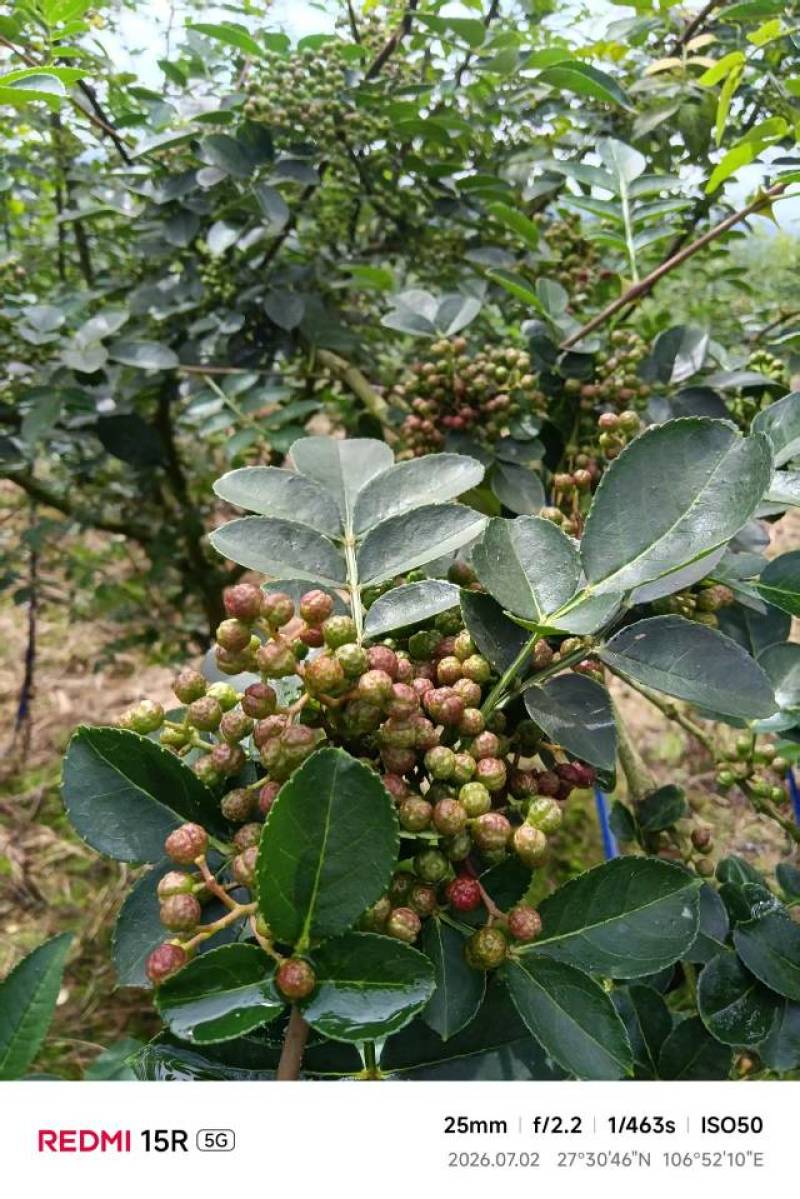 西崖山新舟一号鲜花椒