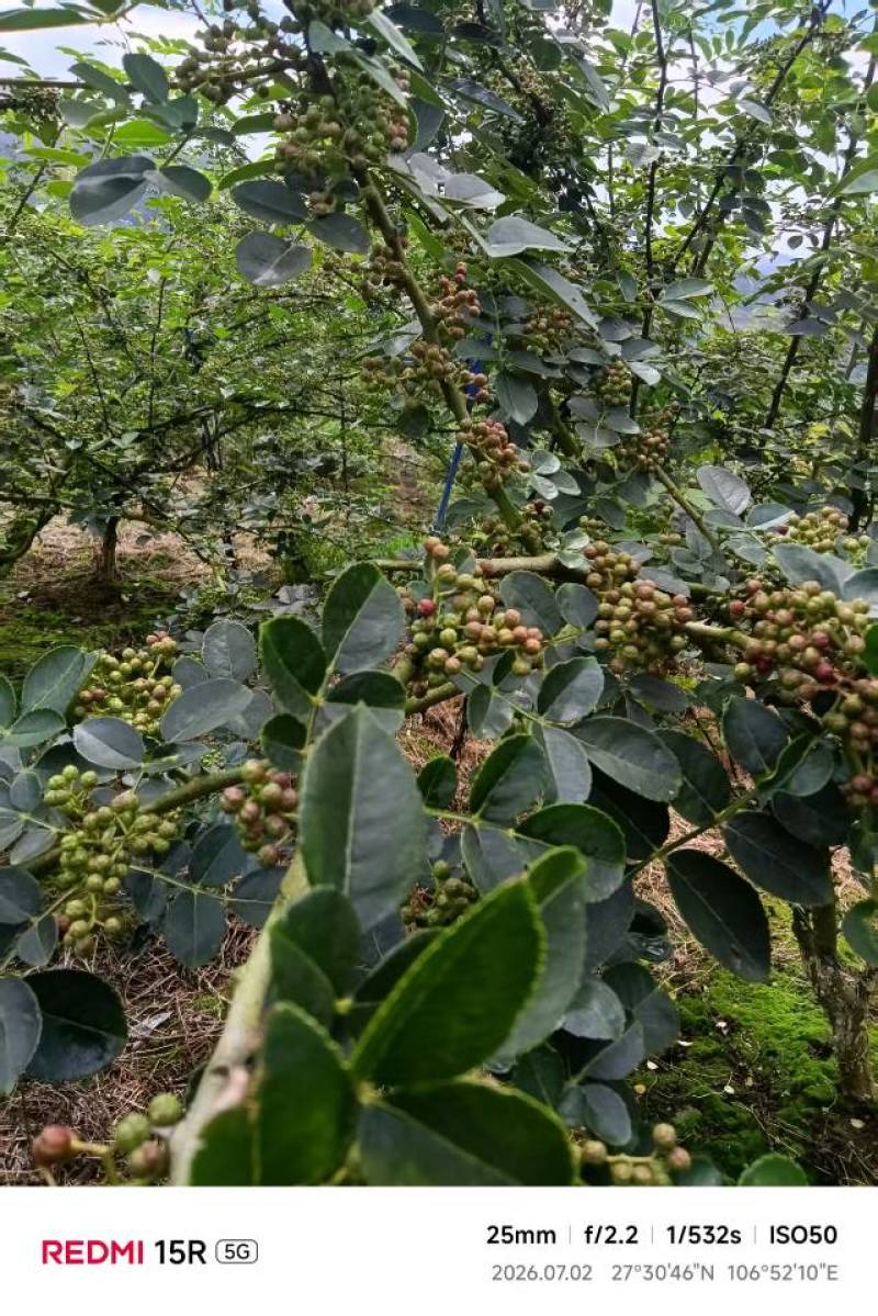 西崖山新舟一号鲜花椒