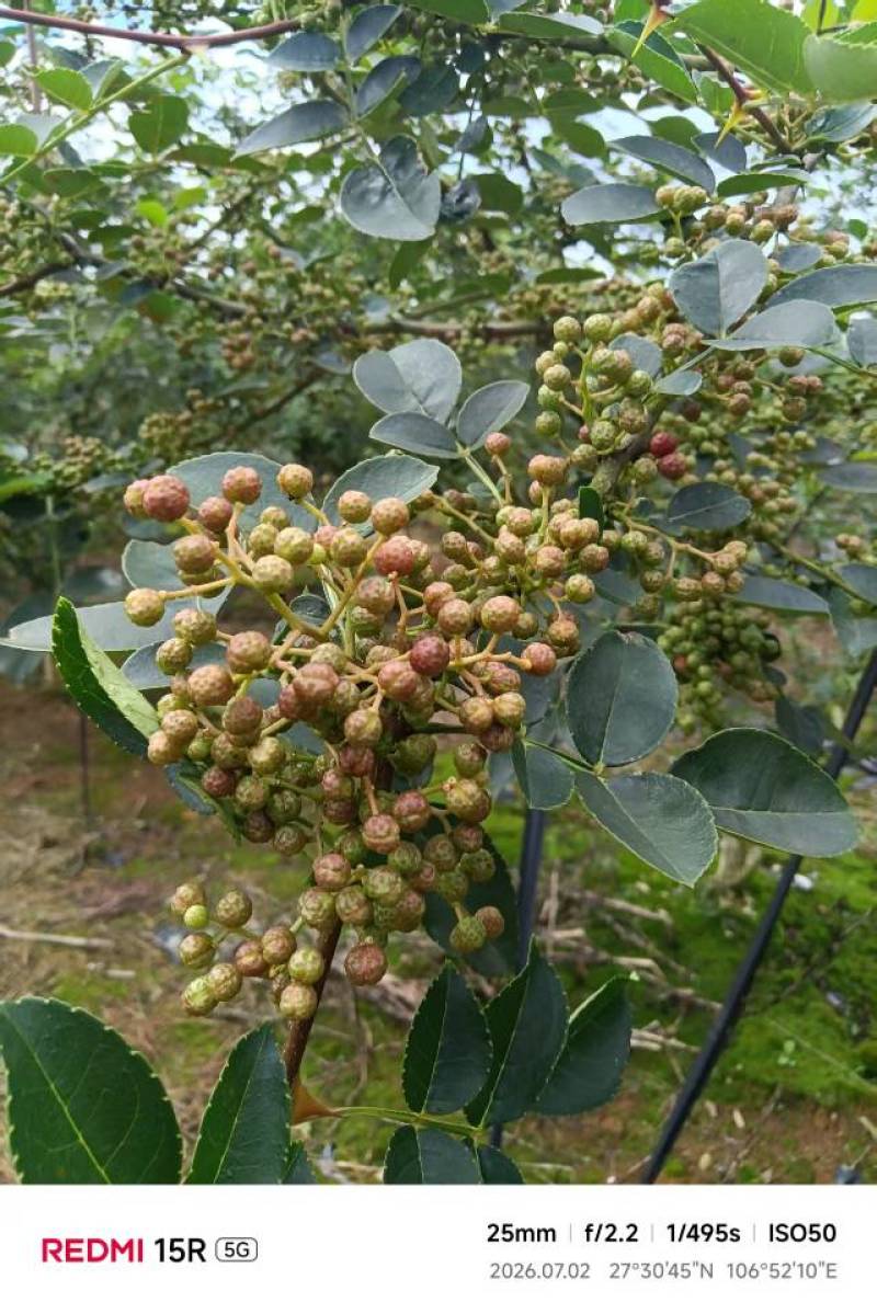 西崖山新舟一号鲜花椒