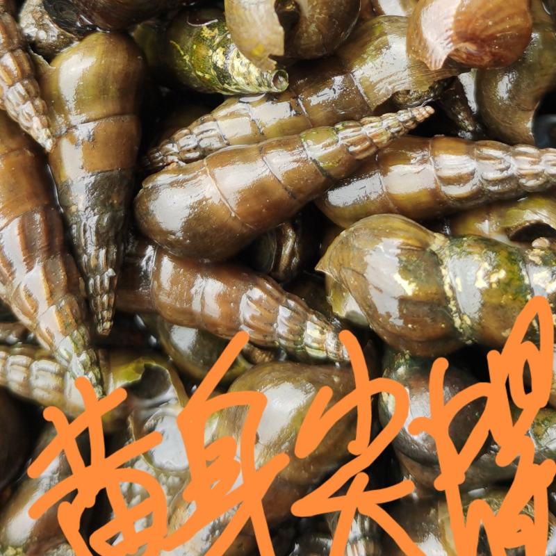 山坑螺