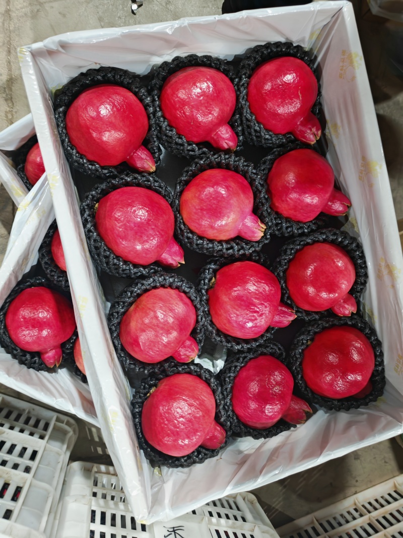 六月红石榴支持一件代发批发量大从优有礼盒欢迎订货