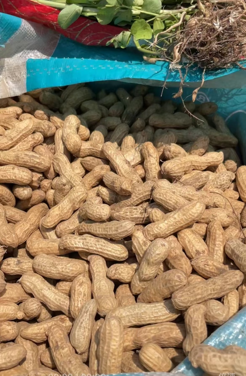 新鲜上市的四粒红花生大量有货需要请联系