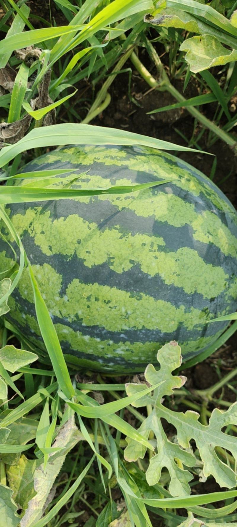 精品地雷瓜