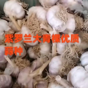 紫皮大蒜种