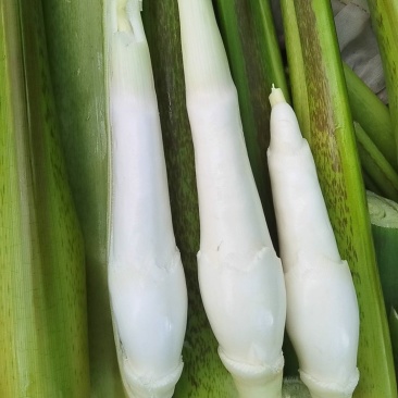 福建高山美人茭