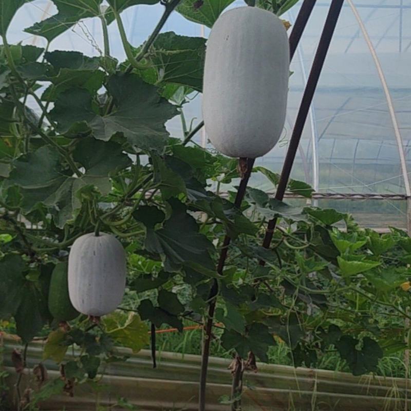 冬香吊冬瓜大量上市
