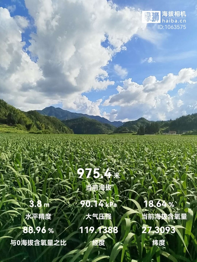 福建高山美人茭