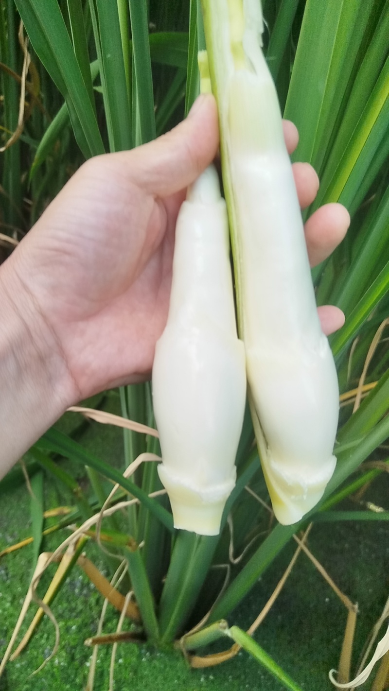福建高山美人茭