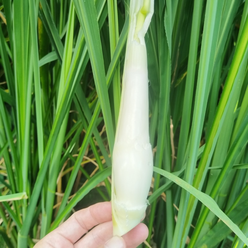 福建高山美人茭
